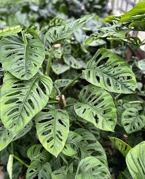 Houseplant Ideas, Monstera Adansonii, Inside Plants, Indoor Jungle, Eco Living, Beautiful Plants, White Tiger, Garden Trees, Rare Plants