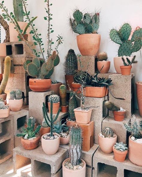 Cactus Composition, Kaktus Dan Sukulen, Arizona Backyard, نباتات منزلية, Pallet Patio, Cactus Diy, Plants Are Friends, Cactus Planter, Diy Pots