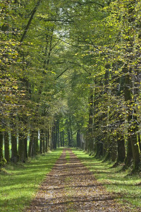 Alley royalty free stock photos Beech Trees, Beech Tree, Free Stock Photos, Photo Image, Royalty Free Stock Photos, Royalty, Country Roads, Royalty Free, Trees