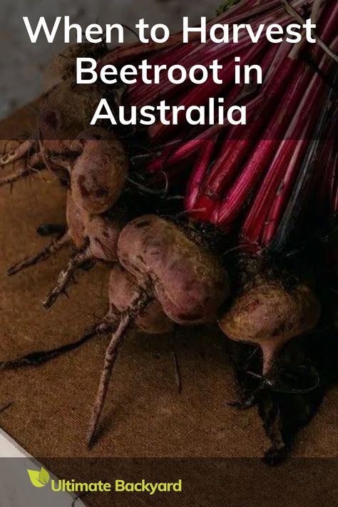 Growing beetroot and wondering when to harvest? This Melbourne-based guide tells you it takes about 2 to 3 months for beetroot to mature. Learn how to spot when they're ready by looking for the top of the root rising out of the soil. They should be around 5-7cm in diameter. Harvest them before they get too big to keep that sweet taste and avoid a woody texture. Ready to enjoy your homegrown beetroot? Growing Beetroot, Vegetable Drawer, Ultimate Backyard, Easy Vegetables To Grow, Easy Vegetable, Raised Planter, Growing Fruit, Grow Your Own Food, The Soil