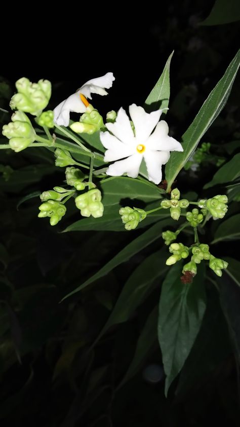 Raat rani Raat Rani Flower, Flowers, Plants