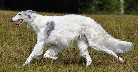 Deer Photography, Russian Wolfhound, Borzoi Dog, Most Beautiful Dogs, Huge Dogs, Irish Setter, Dog Runs, Dogs Golden Retriever, Bernese Mountain Dog