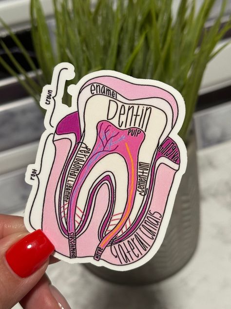 Dental Hygiene Aesthetic, Tooth Diagram, Dentist Career, Dental Stickers, Tooth Anatomy, Reference Study, Dental Assistant Study, Teeth Anatomy, Teeth Design