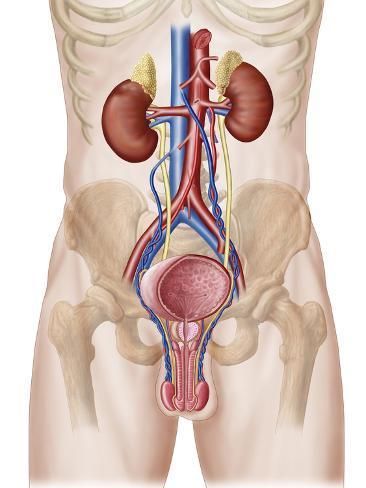 Photographic Print: Anatomy of Male Urinary System Poster by Stocktrek Images : 24x18in Urinary System Poster, Male Urinary System, Libido Boost For Men, Human Body Organs, Urinary System, Bolesti Chrbta, Basic Anatomy And Physiology, Man Anatomy, Medical Videos