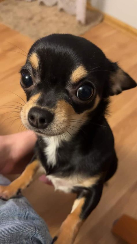 Chuachua Dog, Chiwawa Puppies, Wholesome Dog, Black Chihuahua, Funny Dog Photos, Super Cute Puppies, Cute Animals Puppies, Very Cute Dogs, Cute Chihuahua