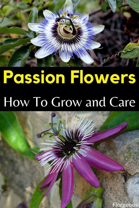 Passion Vine How To Grow, Passion Plant Flower Vines, Trellis Ideas Garden, Passion Flower Plant, Outdoor Trellis Ideas, Passion Flower Vine, Purple Passion Plant, Clematis Care, Trellis Wall