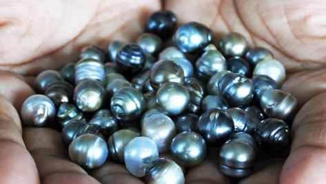 Pearl Meaning, Tahitian Pearls Jewelry, Buy Pearls, Tahitian Black Pearls, Saltwater Pearls, Loose Pearls, Hanging Jewelry, Coin Pearls, Spiritual Meaning