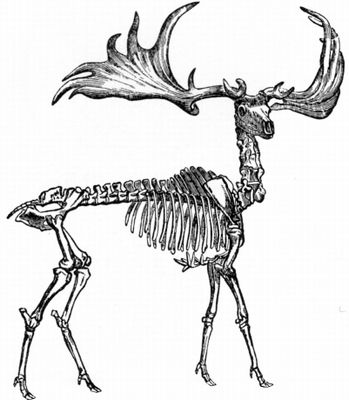 Moose skeleton Antlers Drawing, Megaloceros Giganteus, Deer Skeleton, Moose Skull, Irish Elk, Moose Tattoo, Animal Skeleton, Tanda Tanya, Deer Species