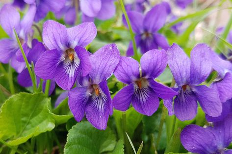 How to grow violets Dark Purple Flowers, Violet Plant, Short Plants, Pond Plants, Sweet Violets, Flower Essences, Cold Frame, Traditional Garden, Hardy Perennials