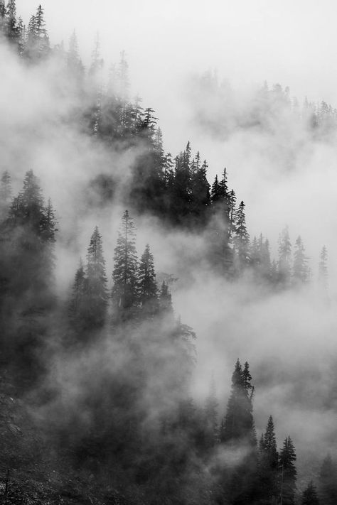 Original Art Black & White/Digital Photography, measuring: 50.8W x 76.2H x 0.3D cm, by: Timothy Mcguire (United States). Styles: Fine Art, Photorealism, Documentary. Subject: Landscape. Keywords: Forests, Misty, Fog, Dragons Breath, Mountains, Trees, Landscapes, Clouds, Pacific Northwest, Weather, Ridgelines, Low Clouds. This Black & White/Digital Photography is one of a kind and once sold will no longer be available to purchase. Buy art at Saatchi Art. Pacific Northwest Style, Clouds Mountains, Misty Mountains, Dragons Breath, Black And White Landscape, Black And White Tree, Cascade Mountains, Misty Forest, Art Subject