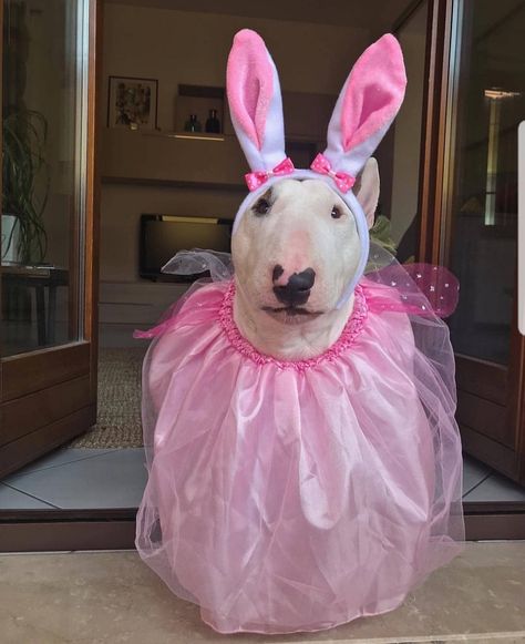 Bull Terrier Funny, Bunny Ballerina, Cute Pitbulls, Cute Piglets, Goofy Dog, Dogs Cute, English Bull Terriers, Silly Dogs, Funny Dog Pictures