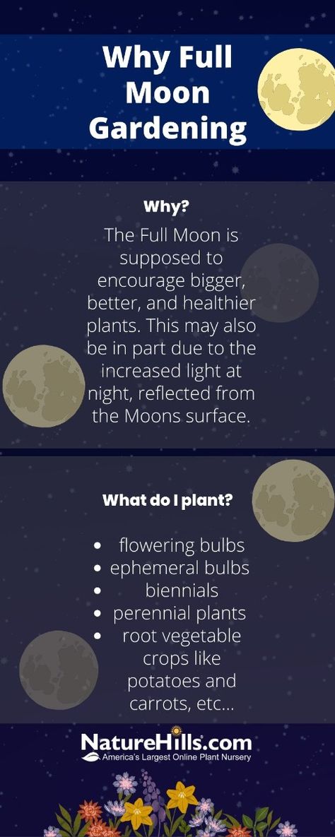 Gardening With The Moon | Garden Blog at NatureHills.com Moon Garden At Night, Garden Remodel, Taurus Journal, Mandarin Tree, Garden At Night, Arborvitae Tree, Fruit Bushes, Succulent Tree, Floribunda Roses