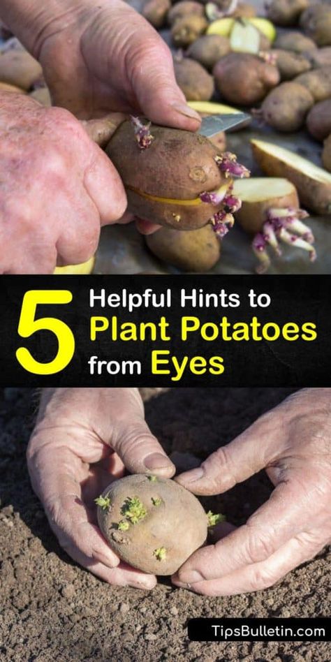 How To Plant Potatoes, Sprouting Potatoes, Gardening At Home, Grow Carrots, Plant Potatoes, Garden For Beginners, Container Potatoes, Potato Gardening, Hair Overnight