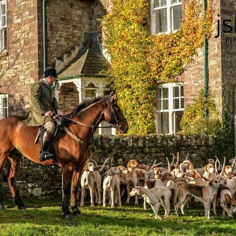 English Hunting Aesthetic, Old Money Dog, Hunting Aesthetic, English Hunting, Irish Sport Horse, Hummingbirds Photography, Hunt Seat, Hunting Lifestyle, England Countryside