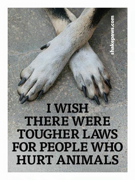 Working Dog, Stop Animal Cruelty, Animal Rights, Animal Quotes, Dog Quotes, 귀여운 동물, I Love Dogs, Dog Love, Animals Beautiful