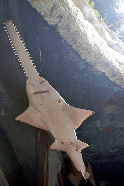 Short nose saw shark! I have seen these up close at the aquarium in pigeon forge, tennesee Saw Shark, Cool Sea Creatures, Short Nose, Shark Species, Shark Attacks, Types Of Sharks, Animal Noses, Shark Diving, Underwater Animals