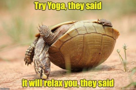 Breath in. Breath out. #relax . . #yoga #joy #memes #funny #turtle #jenhilmanyoga #instagood Funny Turtle, Turtles Funny, Animal Funny, Pet Memes, Everything Funny, Cute Turtles, Baby Turtles, Funny Comments, Funny Captions