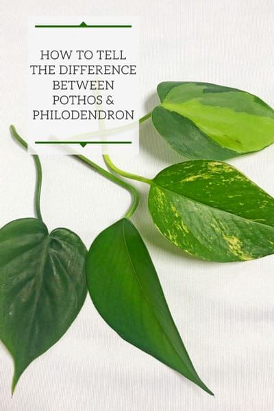 Indoor Plants Philodendron, Propagating Philodendron, Philodendron Plant Care, Indoor Plants Ideas Decor, Hanging Plant Indoor, Pathos Plant, Plants Types, Indoor Plant Ideas, Pothos Vine