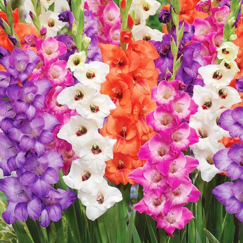 Bambino Mix Gladiolus Summer Blooming Flowers, Gladiolus Bulbs, Gladiolus Flower, Fall Bulbs, Parrot Tulips, Garden Help, Spring Plants, Plant Spacing, Spring Bulbs