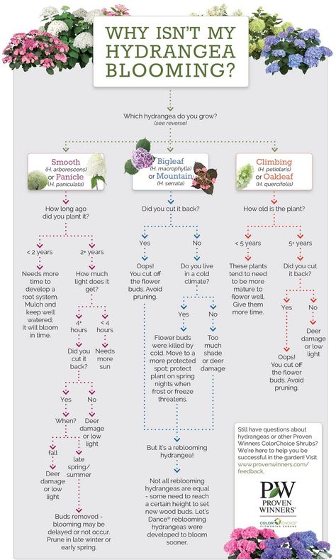 Why isn't my hydrangea blooming ? Hydrangea Benefits, Types Of Hydrangeas, Hydrangea Care, Growing Hydrangeas, Hydrangea Garden, Garden Vines, Hydrangea Not Blooming, Hydrangea Macrophylla, Planting Hydrangeas