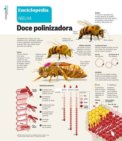 Bees infographic by pauloomarcio.deviantart.com on @DeviantArt Bees Infographic, Indesign Layout, Bee Pictures, Information Design, Save The Bees, Bee Keeping, Honey Bee, Rio De Janeiro, Newspaper