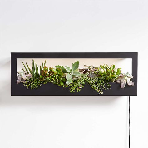 Plant Frame, Framed Plants, Indoor Outdoor Planter, House Plants Decor, Led Grow Lights, Wall Planter, Landscaping Plants, Plant Pots, Outdoor Planters