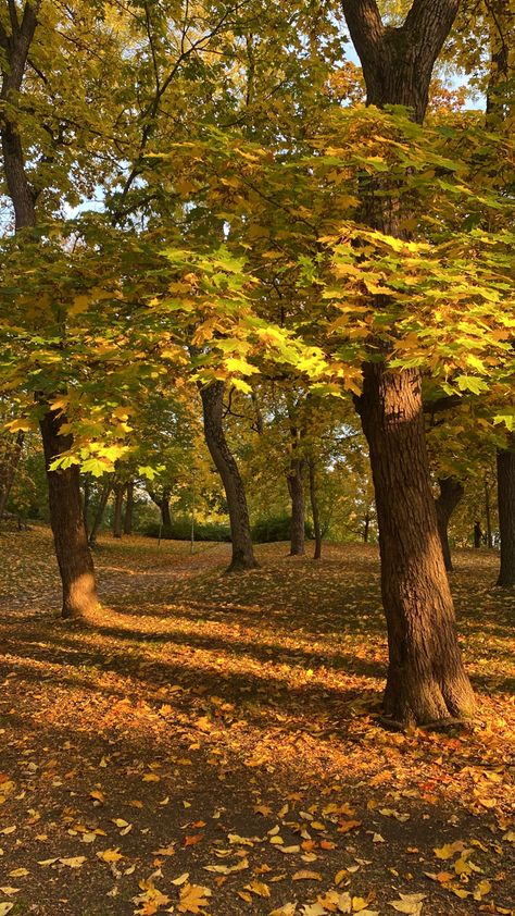 #autumn #fall #october #fallaesthetic #octoberaesthetic #autumnaesthetic Fall Trees Aesthetic, Fall October, Countryside Landscape, Fairy Aesthetic, Countryside House, Autumn Scenery, Autumn Painting, Autumn Beauty, Beach Landscape