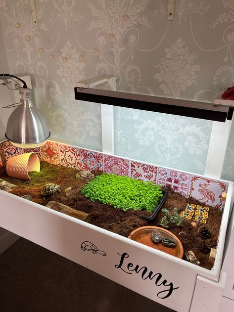 Tortoise Indoor Habitat, Tortoise Cage Ideas Indoor, Turtle Table Tortoise Habitat, Cherry Head Tortoise Enclosure, Herman Tortoise Enclosure, Tortoise Habitat Ideas Indoor, Herman’s Tortoise Enclosure, Diy Indoor Tortoise Enclosure, Tortoise Hideout Diy