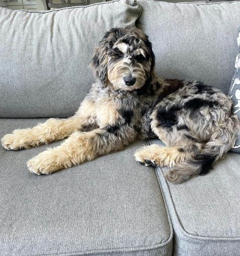 Merle Goldendoodle Puppy, Merle Mini Goldendoodle, Chocolate Merle Goldendoodle, Brindle Goldendoodle, Blue Merle Goldendoodle, Merle Doodle, Golden Doodle Grooming, Merle Bernedoodle, Merle Goldendoodle