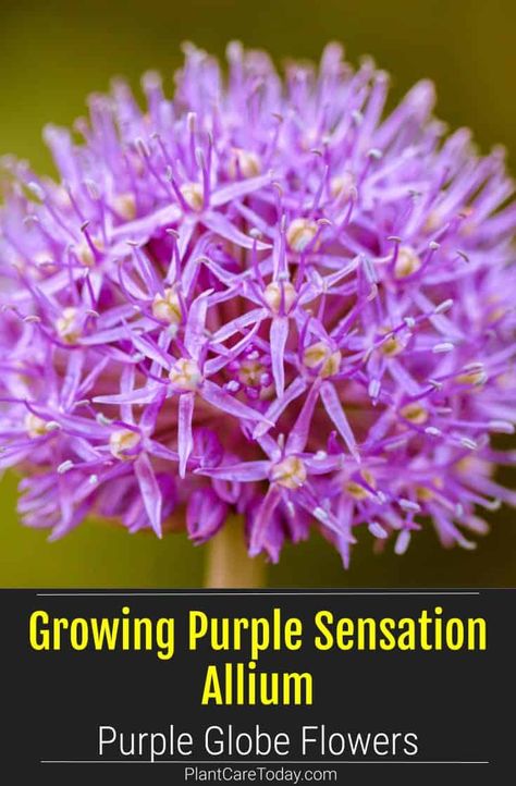 Allium 'Purple Sensation' is a lovely ornamental onion that became a favorite of many gardeners. Here's how to grow and care for Purple Sensation Allium. Purple Sensation Allium, Allium Purple Sensation, Allium Garden, Ornamental Onion, Globe Flower, Allium Flowers, Perennial Flowers, Organic Compost, Thriving Garden