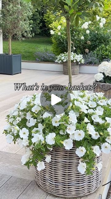 Becks Doyle | Something I get asked every single day 🤍  It’s just 6 little Trailling White Petunia Surfinia plug  plants, total cost about £8.50, planted... | Instagram Petunias In Pots Ideas, Petunias In Pots, White Petunias, Lanai Ideas, Bay Trees, Petunia Plant, Bay Tree, Patio Plants, Deck Ideas