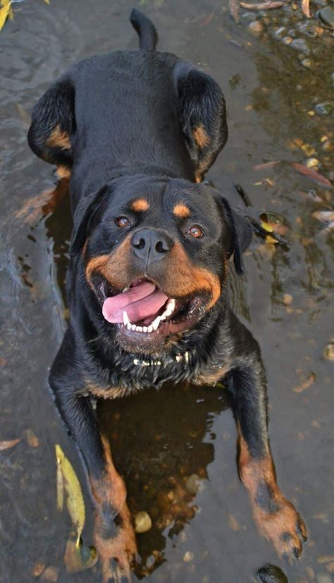 Reasons Why You Have To Be Thankful For Having A Rottweiler In Your Life - Rottweiler Life Rottweiler Love, Rottweiler Puppies, Rottweiler Dog, Cane Corso, Basset Hound, Australian Shepherd, Doberman, Beautiful Dogs, Big Dogs