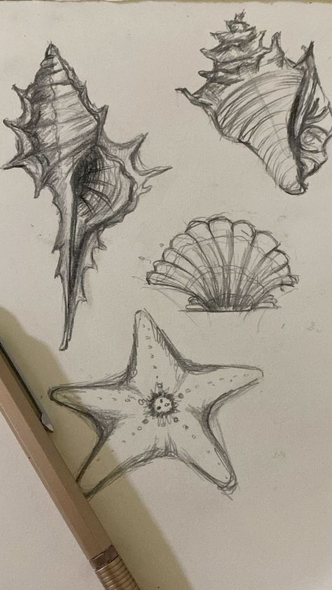 Drawing Ideas Pencil Sketches Aesthetic, Drawing Of Shells, Ocean Inspired Drawings, Tropical Drawing Ideas, Drawing With Charcoal Pencils, Pretty Art Sketches, Natural Forms Drawings, Pencil Sketches Aesthetic, Sketch Book Art Ideas Aesthetic