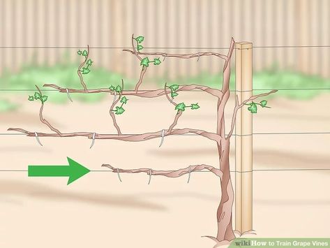 Grape Planting Ideas, Grape Vine Trellis Ideas, Grape Arbors, Grape Vine Pruning, Grape Growing Trellis, Grape Vine Plant, Grape Vine Trellis, Grapevine Growing, Training Vines