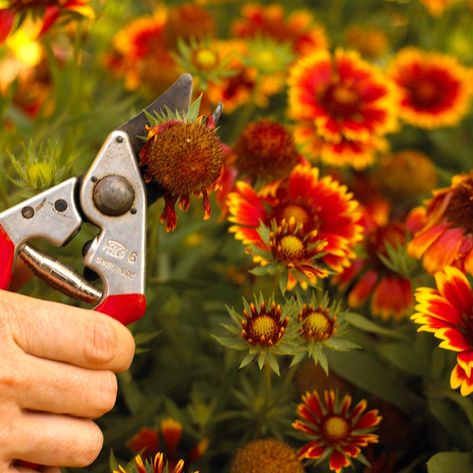 What to Prune When Deadheading Flowers, Pruning Shrubs, Pruning Plants, Growing Blackberries, Types Of Hydrangeas, Pruning Fruit Trees, Deadheading, Blanket Flower, Perennial Flowers