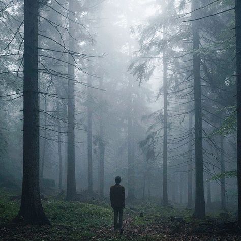 foggy forest. Dark Forest Photography, Environment Aesthetic, Jordan Core, Sacrificial Lamb, Forest Aesthetic, You're Mine, Beacon Hills, Foggy Forest, Conceptual Photography