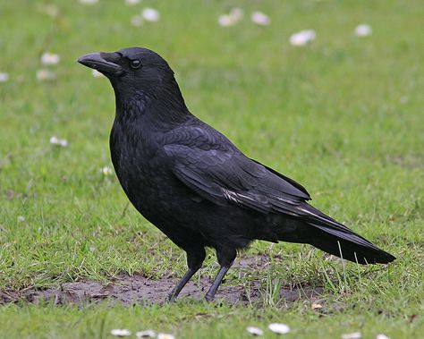 Crow Side Profile, Chloe Character, Crow Profile, Kenku Rogue, Crow Reference, Pet Crow, European Wildlife, Crow Beak, Common Crow