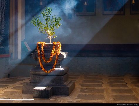 Tulsi Tree, Tulasi Plant, Tulsi Pot, Krishna Tulsi, Tulsi Plant, Photograph Display, Indian Illustration, Vastu Tips, Ar Rahman