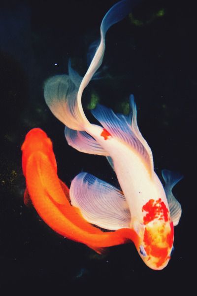 Koi Fish, Koi, Swimming, Fish, Orange, White