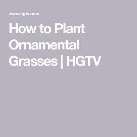 How to Plant Ornamental Grasses | HGTV Grasses For Shade, Ornamental Grasses For Shade, Shade Grass, Ornamental Grass, Types Of Grass, Organic Mulch, Home Landscaping, Ornamental Grasses, Trees And Shrubs