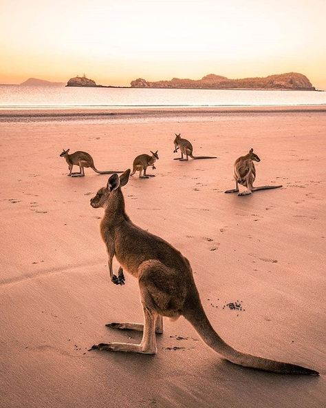 Cape Hillsborough, Australian Animals, Australia Travel, Western Australia, 귀여운 동물, Tourist Attraction, A Group, Queensland, Beautiful Creatures