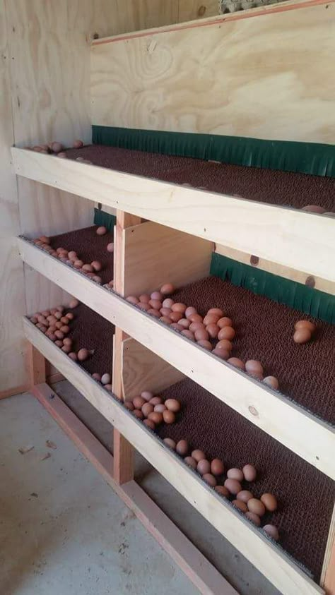 Egg Roll-Out Nesting Box. Egg Catcher, Egg Trap, Egg Eating. | BackYard Chickens - Learn How to Raise Chickens Chicken Laying Boxes, Chicken Barn, Backyard Chicken Coop Plans, Chicken Nesting Boxes, Diy Chicken Coop Plans, Chicken Feeders, Chicken Coop Run, Backyard Chicken Farming, Chickens And Ducks