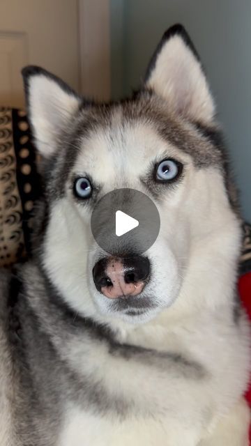 Cute Husky, Husky Lover, Siberian Husky, Love Him, Husky, On Instagram, Instagram