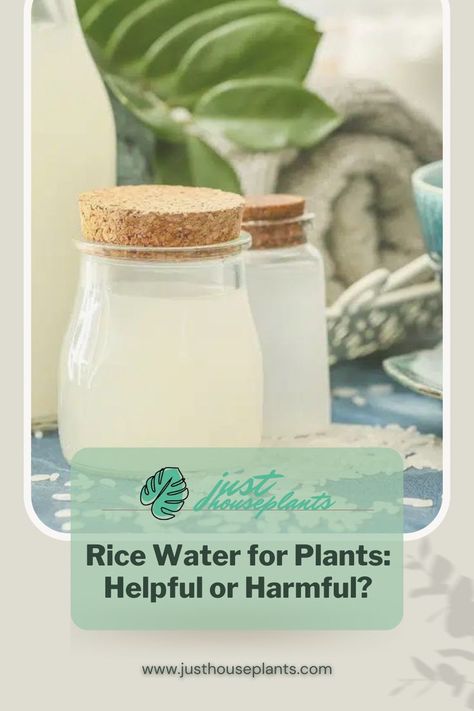 Rice water is a popular option for organic houseplant owners, but why? We're here to find out if rice water is worth the hype- and whether you should be using it for your plants. Rice Water For Plants, Like Rice, Rice Water, But Why, Plant Needs, Water Plants, All Plants, House Plants, Farmer