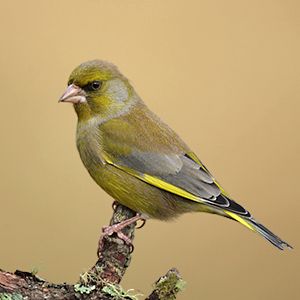 Greenfinch (Grønfink). Sometimes crowding out other birds at the feeder. British Birds Identification, Green Finch, Ohio Birds, Greenfinch, Bird Identification, British Garden, Garden Birds, Wild Bird Food, British Wildlife