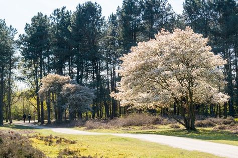 Amelanchier Laevis, Service Berry Tree, Serviceberry Tree, Service Berry, Moon Nursery, Live Tree, Sweet Fruit, Autumn Display, River Valley