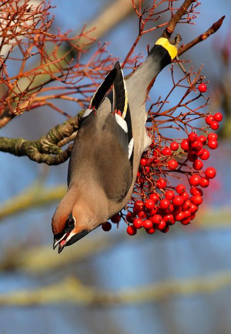 Wild Birds Photography, Bohemian Waxwing, Cedar Waxwing, Backyard Birds, Bird Pictures, Exotic Birds, Pretty Birds, Bird Photo, Alam Yang Indah