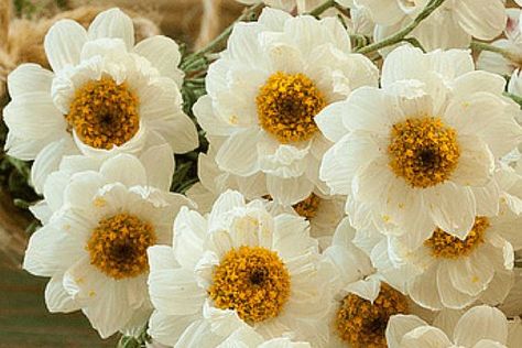 Helichrysum Essential Oil Uses, Nerve Pain Essential Oils, Nerve Pain Remedies, Helichrysum Essential Oil, Pomegranate Seed Oil, How To Relieve Headaches, Essential Oil Benefits, Frankincense Essential Oil, Healing Oils