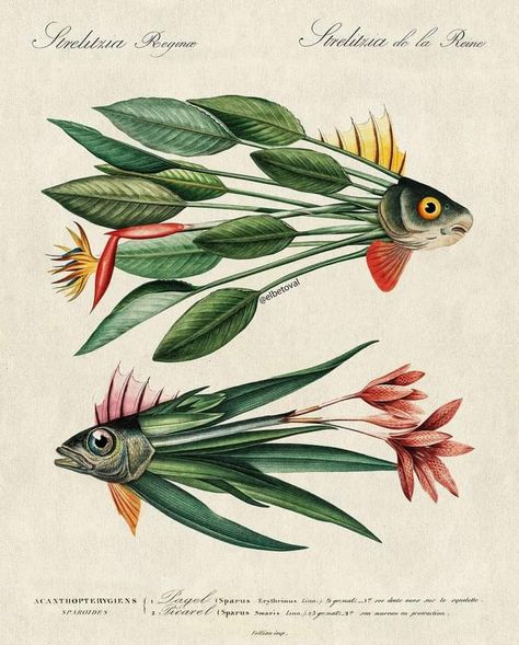 Vintage Surrealism, Illustration Kunst, Botanical Drawings, Art And Illustration, Fish Art, Botanical Illustration, Digital Collage, Botanical Art, Collage Art