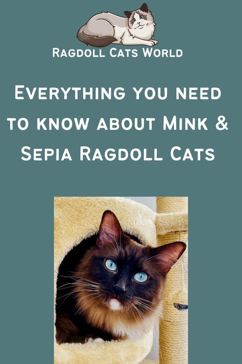 Mink, Sepia, and Solid Color Ragdoll Cats have caused much controversy in the Ragdoll breeding community over the past few years. Mink, Sepia, and Solid Color Ragdolls are not a new breed or color. They are in fact, a bloodline that can be traced back to the first Ragdoll cats bred by Ann Baker. Sepia Ragdoll Cat, Mink Ragdoll Cat, Mink Ragdoll, Ragdoll Cat Breed, Most Popular Cat Breeds, Sepia Color, Ragdoll Cats, Golden Eyes, Cat Breed